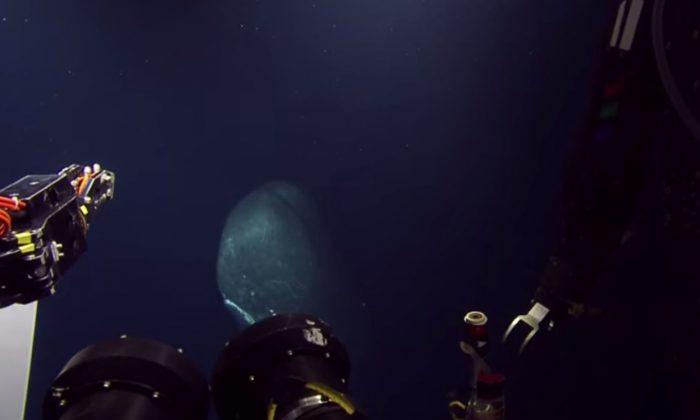 Video: Sperm Whale Encounters Robotic Submarine