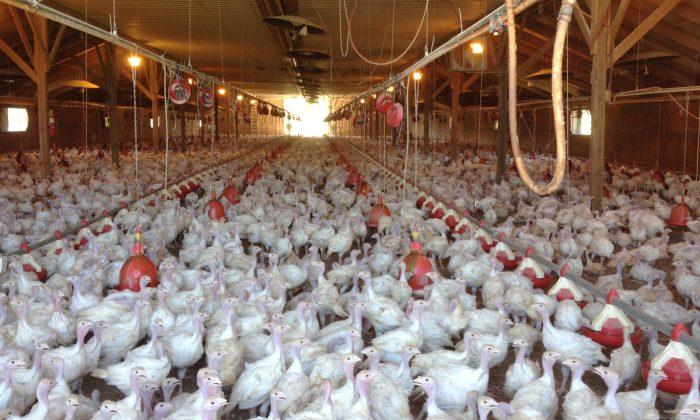 New Bird Flu Cases Reported in Iowa, Joining 3 Other States as Disease Resurfaces