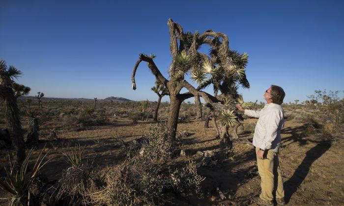 Drought Speeds Decline of Beloved California Desert Species