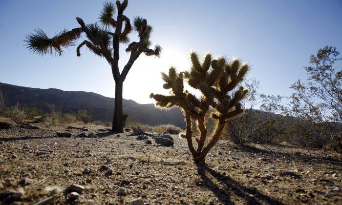 Man Sentenced to Five Years in Jail After Starting Fire at Joshua Tree