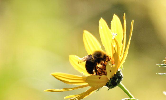 For Wild Bees on Farms, the More the Merrier