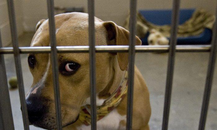 Texas Animal Shelter Fire Kills Resident Animals; ‘Puppy Room Hit the Worst’