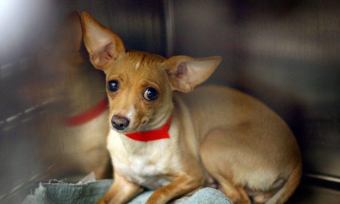 LA Animal Shelters Run out of Space, Looking for New Homes for Furry Friends