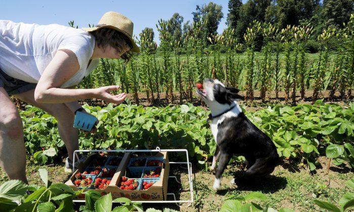 Organic Farming More Profitable Than Conventional Farming, Study Finds