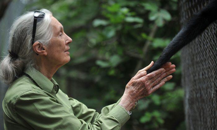Jane Goodall: Cincinnati Zoo Had No Choice But to Kill Harambe the Gorilla