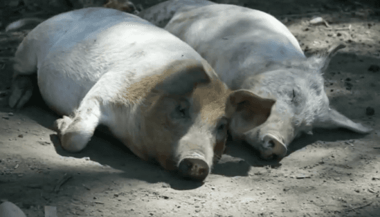 Pigs Exhibit Smarts Similar to Chimps, Dolphins, Dogs (Video)