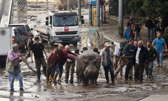 Zoo Animals Escape Amid Flooding in Former Soviet Republic