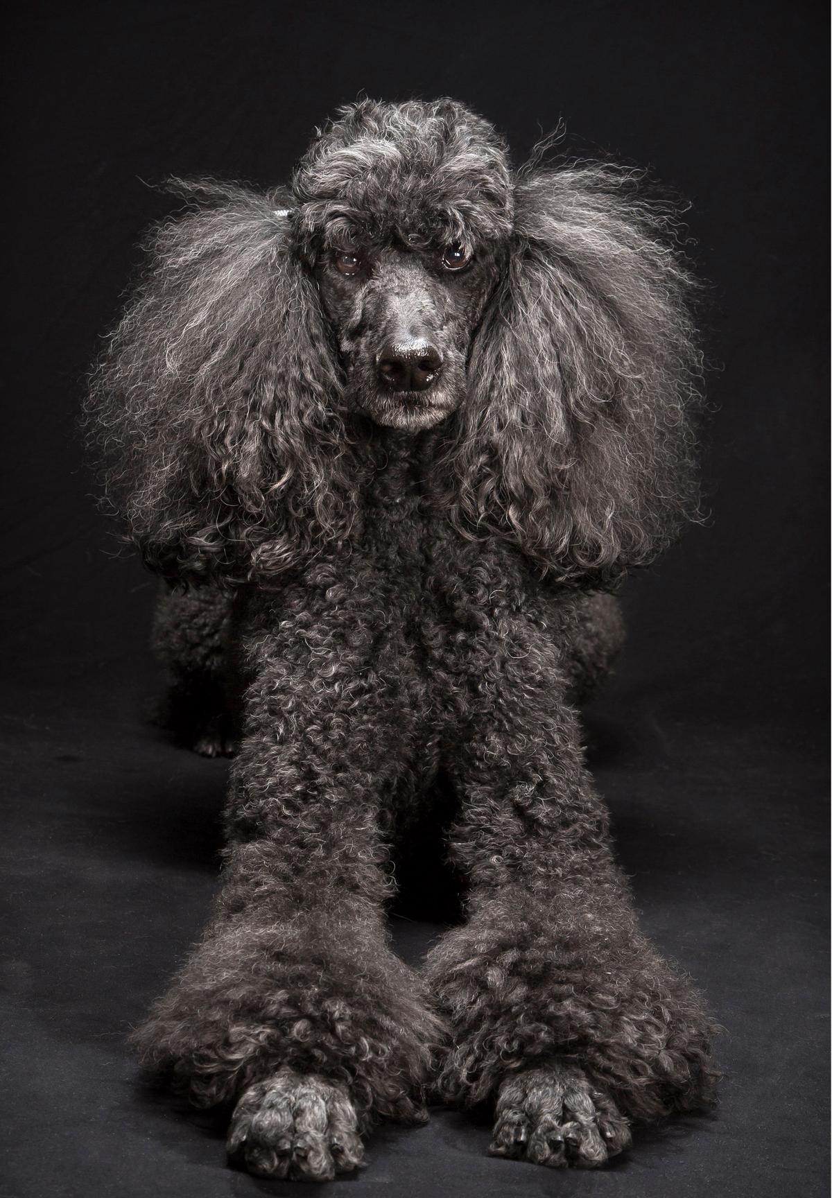 In this March 2014 photo provided by Fred Levy, a standard poodle named Mercedes Ann poses in Levy's studio in Maynard, Mass. (Fred Levy via AP)