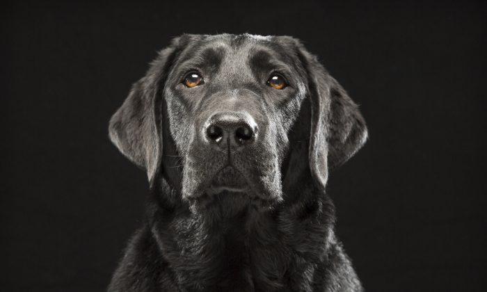 Pet Photo Series Aims to Counter ‘Black Dog’ Theory