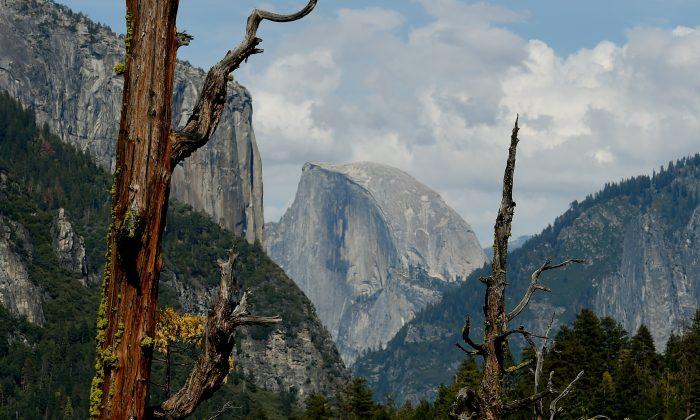 What’s Killing Forests in California?