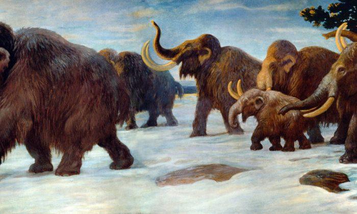 Are Pleistocene Parks in Our Future?