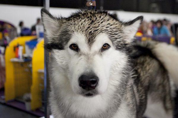 A husky at the Westminster Dog Show in New York on Feb. 11, 2014. (Samira Bouaou/The Epoch Times)