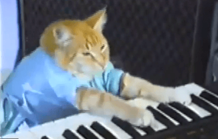 Watching Cat Videos Can Boost Your Mood (Video)
