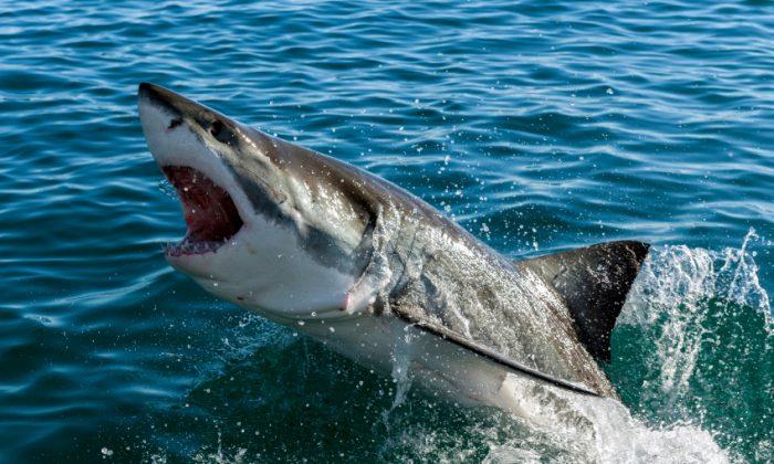 Photographs of Daring Diver Touching Great White Shark Emerge Online