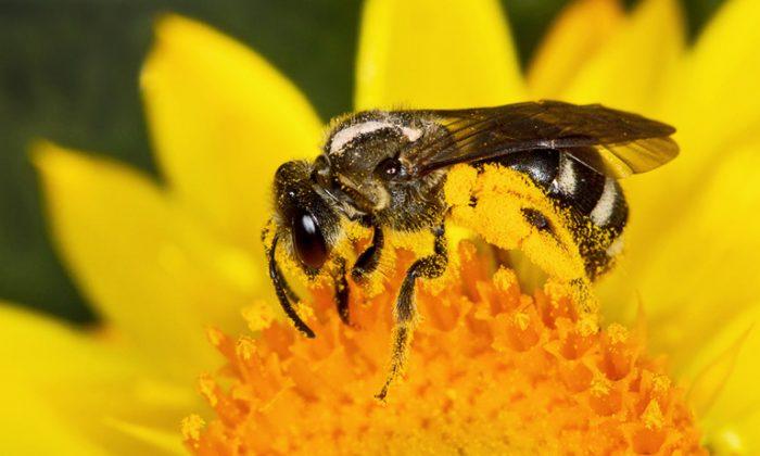 Claims About Crops Won’t Save Wild Bees