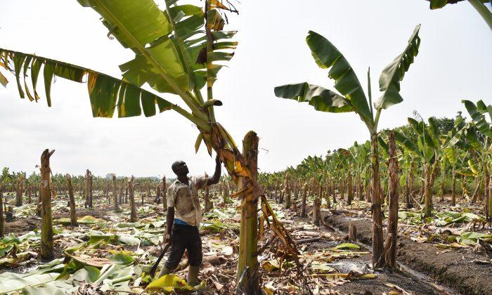 The Common Banana Is in Danger of Being Wiped Out