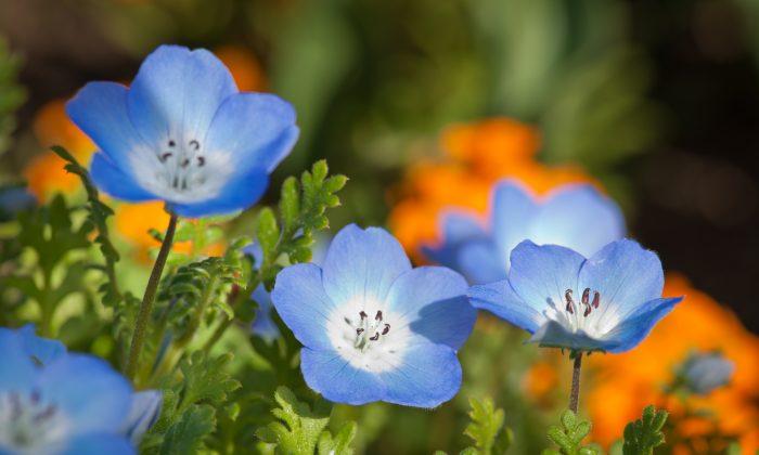 Dry Winters Threaten California Wildflowers