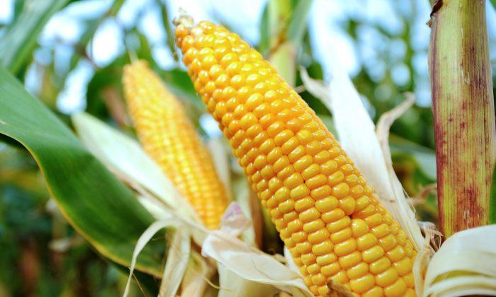 RI Man Charged With Shooting Corn Cobs at Neighbor’s Home