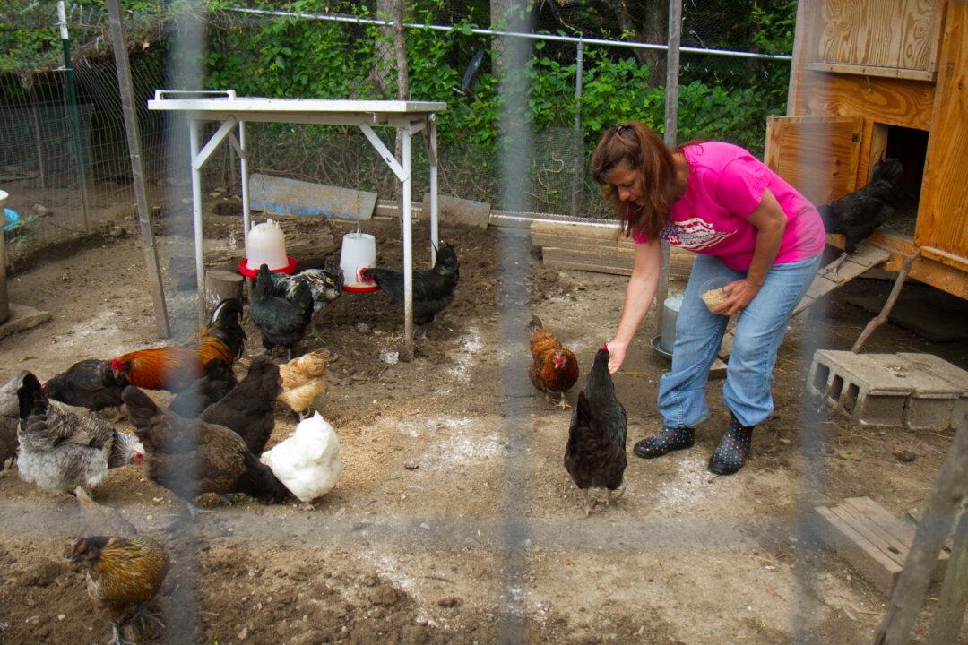 How Raising Chickens Led to Solace, Health, and a Living