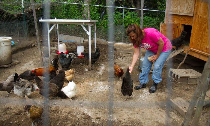How Raising Chickens Led to Solace, Health, and a Living