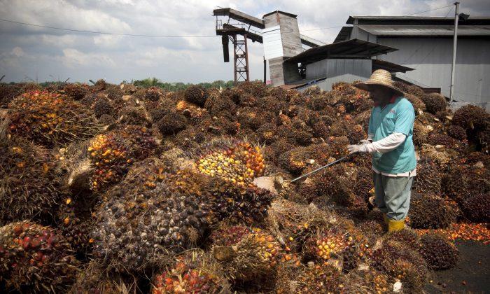 Efforts to Produce Palm Oil Sustainably Are Actually Profitable for Businesses, Study Finds
