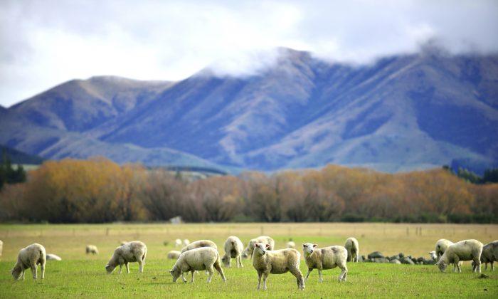 Where to Have a Luxury Holiday in New Zealand
