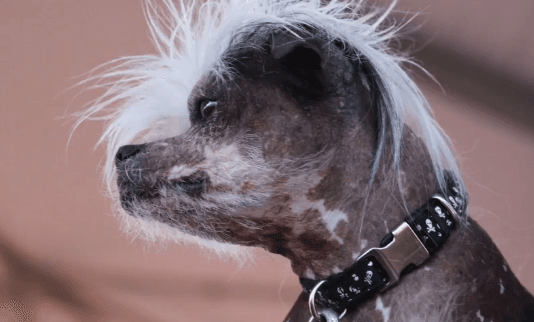 World’s Ugliest Dog Competition Crowns a Winner (Video)