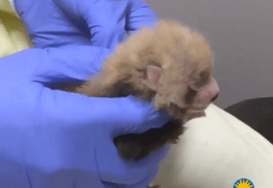 Smithsonian Gives The Public a Peek at Its Adorable New Baby Red Pandas (Video)