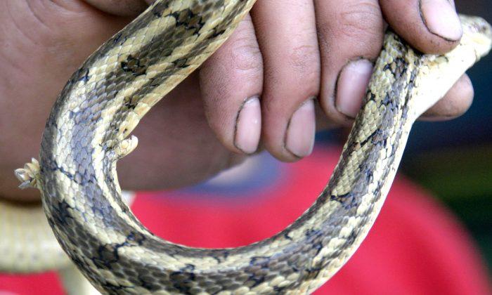 Snake With Two Feet Appears in Shandong, China