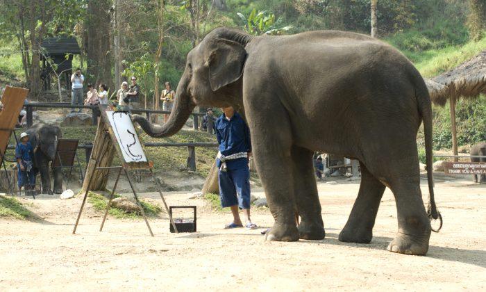 Amazing Elephant Draws Better Than Most Humans!