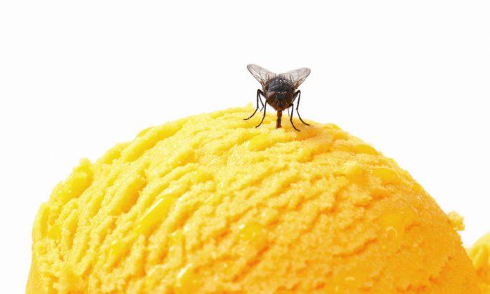 8 Natural Ways to Get Rid of House Flies