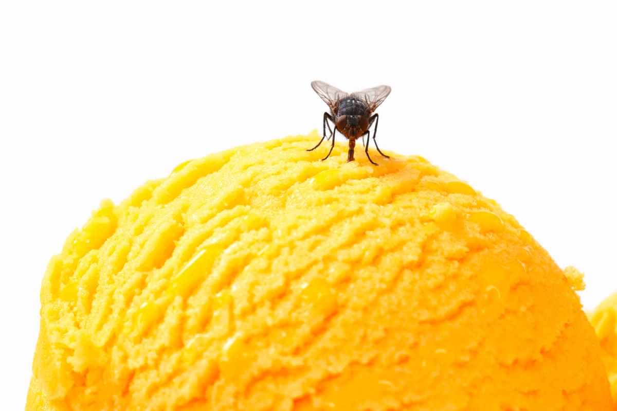 8 Natural Ways to Get Rid of House Flies