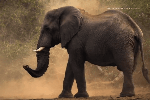 Scientists Resurrect Mammoth Gene to See How They Differed From Elephants (Video)