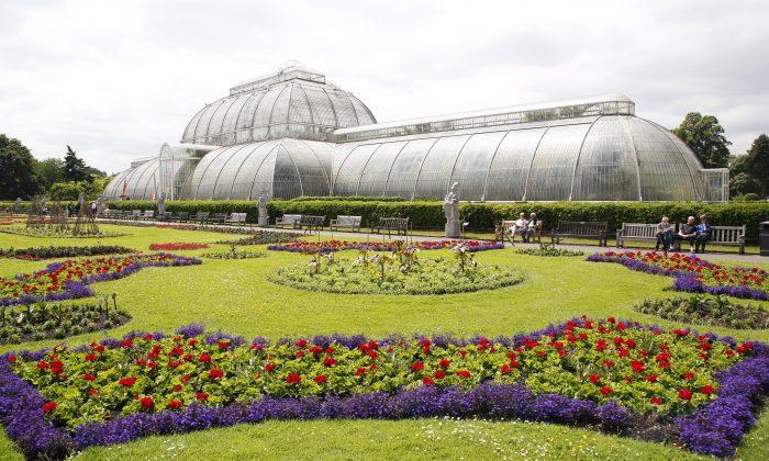 The Majestic Life of Plants at Kew Gardens