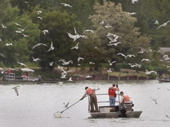 Science Supports Great Lakes Separation to Stop Asian Carp