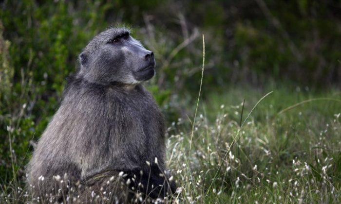 High-Ranking Male Baboons Heal Faster