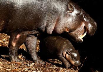 Taronga Baby Hippo Makes Public Debut