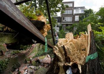 Anne Frank’s Chestnut Tree Collapses