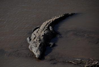 Crocodile Cell Phone: Ukraine Crocodile Eats Ringing Cell Phone