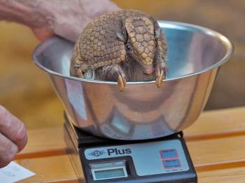 Armadillos May Transmit Leprosy to Humans, New Study Finds