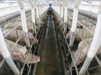 Chinese Pigs Fed Poisoned Milk Powder