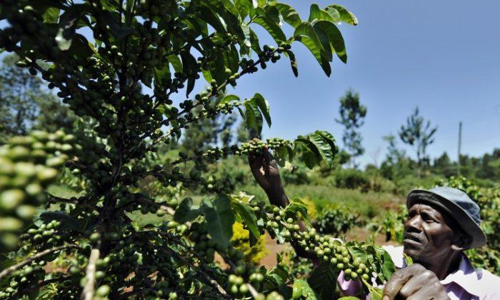 Wild Coffee Faces Extinction by 2080, Botanists Say