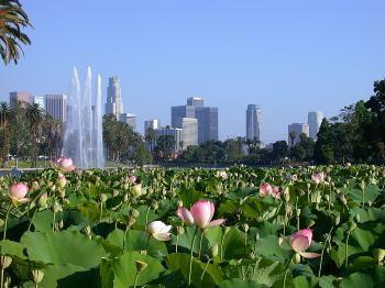 Lotus Festival: Where Have All the (Lotus) Flowers Gone?