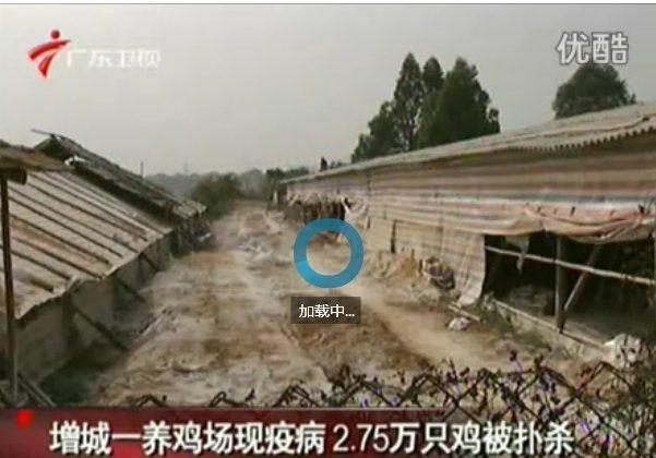 Chinese State Media Deny Poultry Slaughter Due to Bird Flu