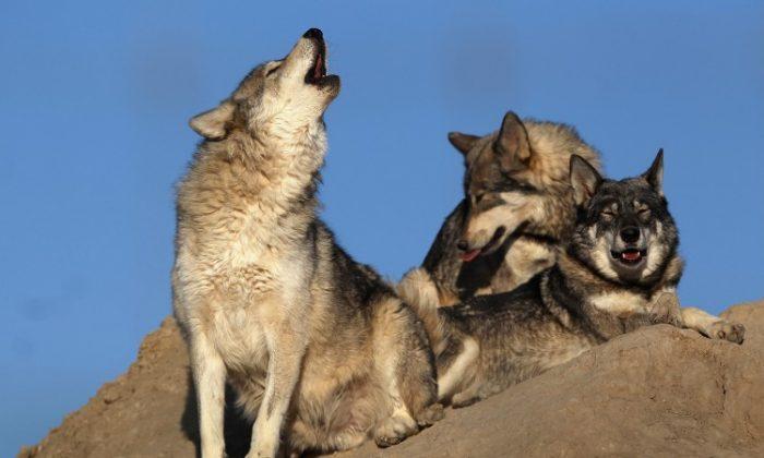 Gray Wolves Spark Controversy in Idaho