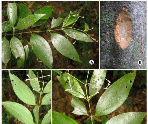 New Species of Camphor Tree Discovered in India
