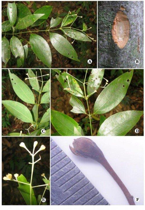 New Species of Camphor Tree Discovered in India