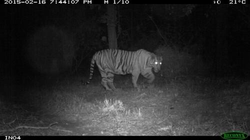 Local Indian Children Catch Tigers on Camera Traps