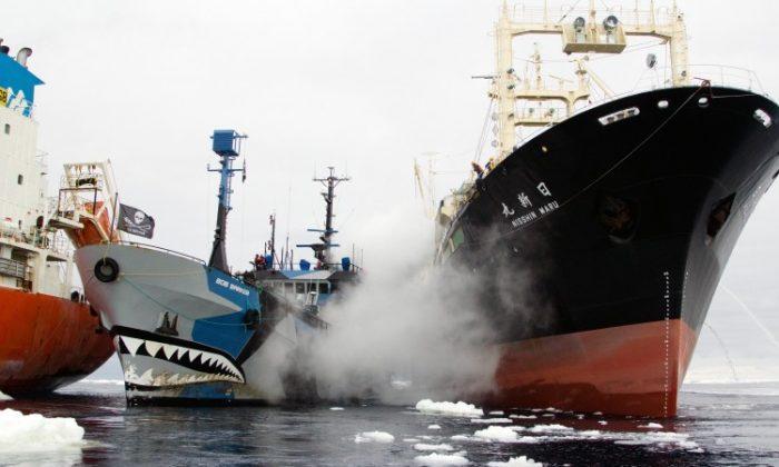 Japanese Armed Ship Joins Whalers in Face-off With Activists