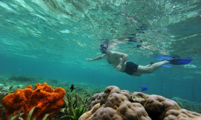 Caribbean Coral Reefs Nearing Destruction, Report Says